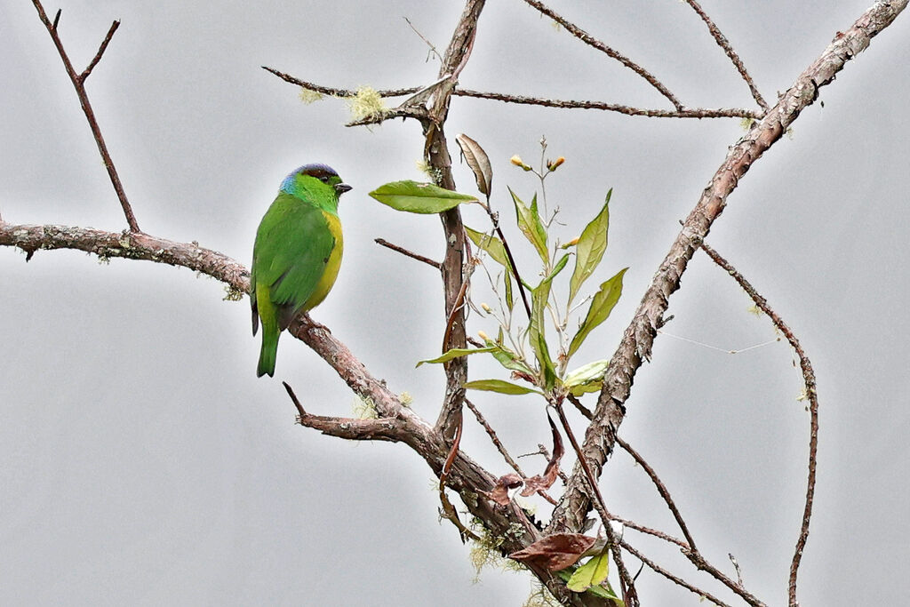 Chestnut-breasted Chlorophonia