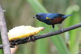 Chestnut-bellied Euphonia