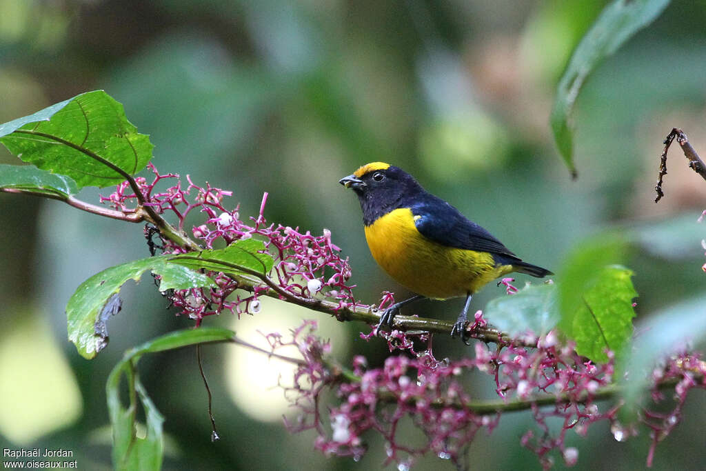 Orange-bellied Euphonia male adult, habitat, pigmentation, eats