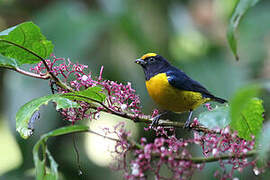 Orange-bellied Euphonia