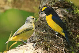 Scrub Euphonia