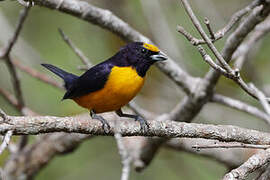 Finsch's Euphonia