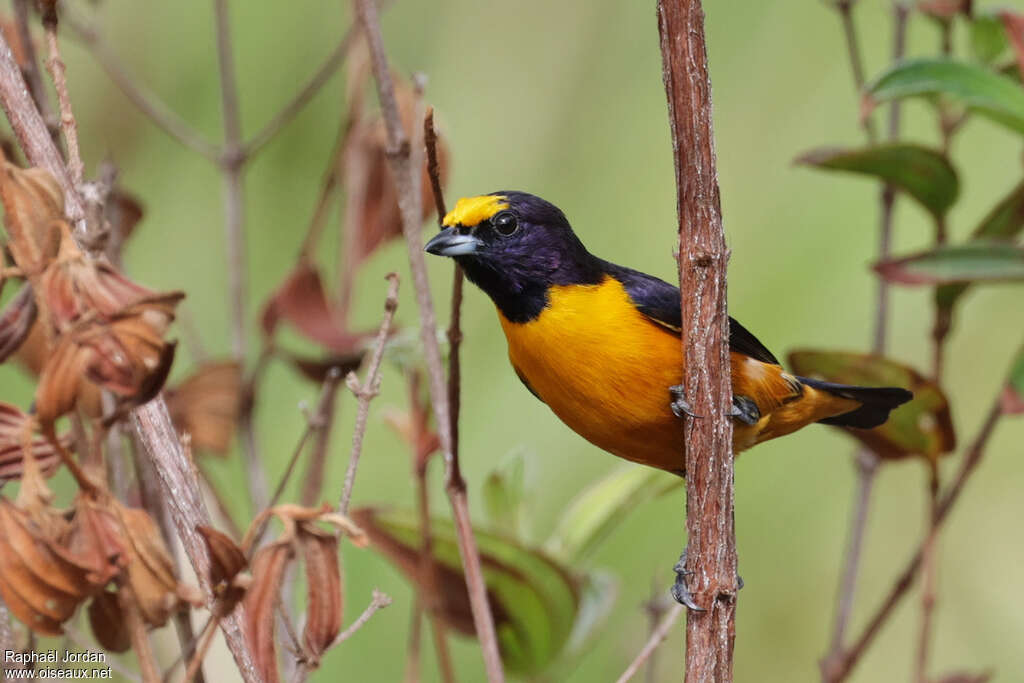 Finsch's Euphonia male adult