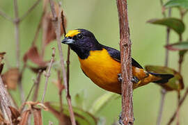 Finsch's Euphonia