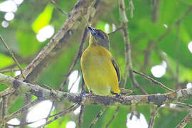 Trinidad Euphonia