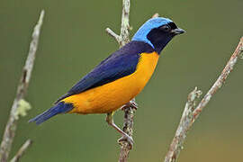 Golden-rumped Euphonia