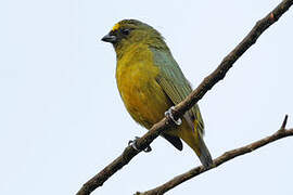 Bronze-green Euphonia