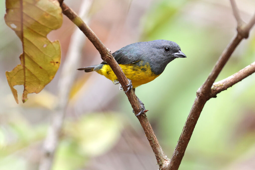 Plumbeous Euphonia male adult