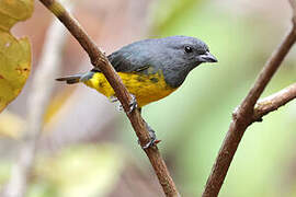 Plumbeous Euphonia