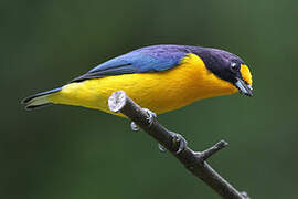 Violaceous Euphonia