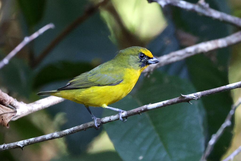 Violaceous Euphonia male immature