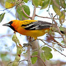 Oriole à dos rayé