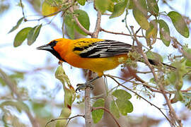 Oriole à dos rayé