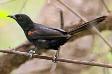 Oriole à galons