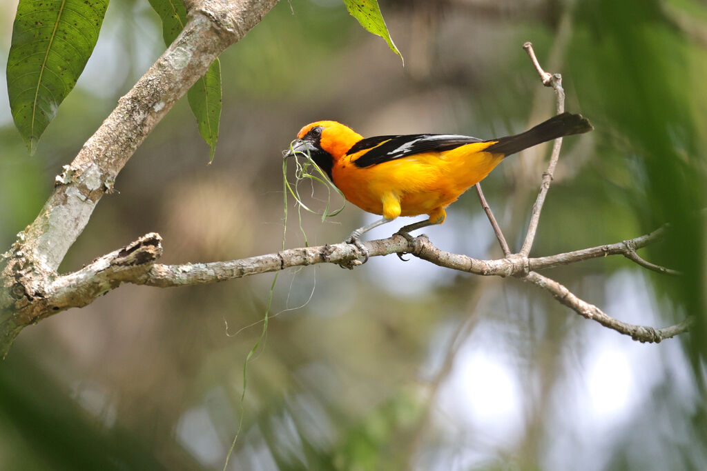 Oriole à gros becadulte