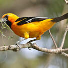 Oriole à gros bec