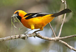 Altamira Oriole