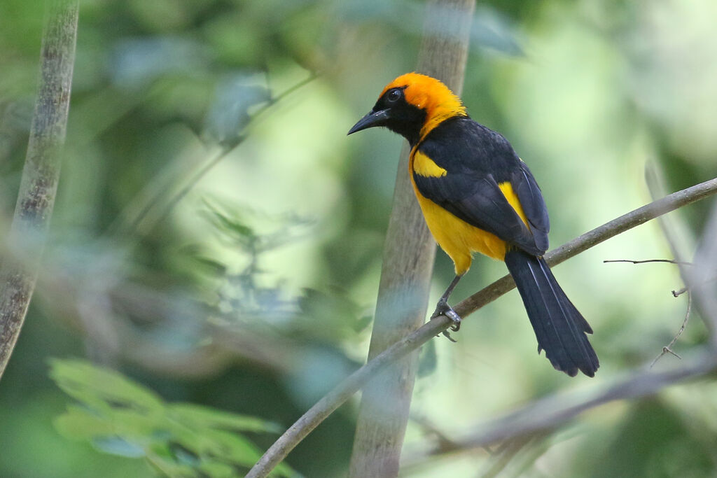 Oriole à tête d'oradulte