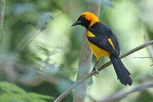 Oriole à tête d'or