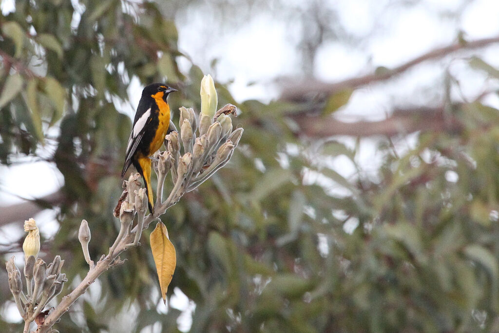 Black-backed Oriole male adult