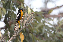 Black-backed Oriole