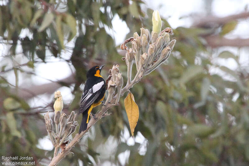 Black-backed Oriole male adult