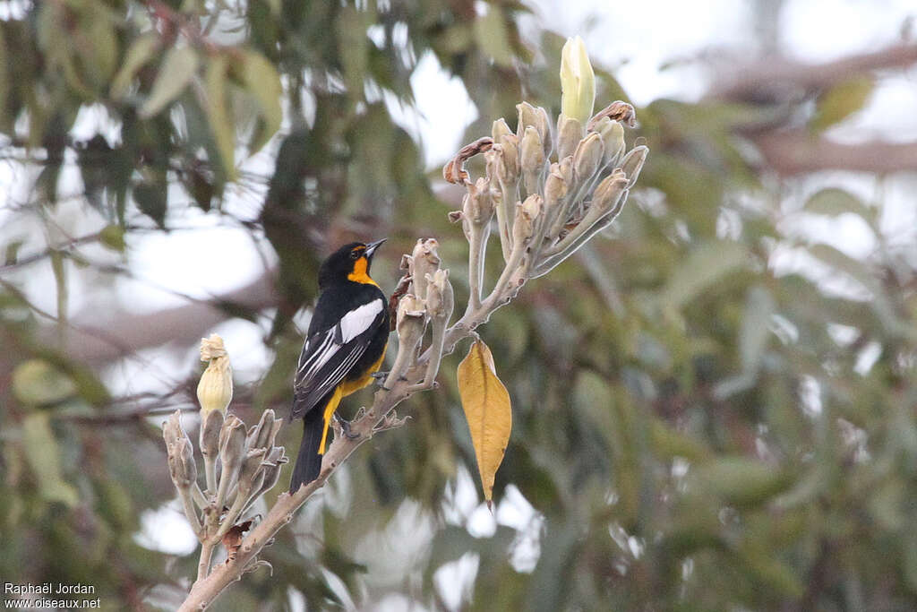 Oriole d'Abeillé mâle adulte