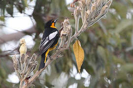 Oriole d'Abeillé