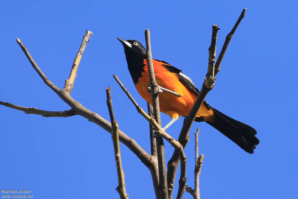 Oriole des camposadulte, pigmentation