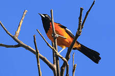 Oriole des campos