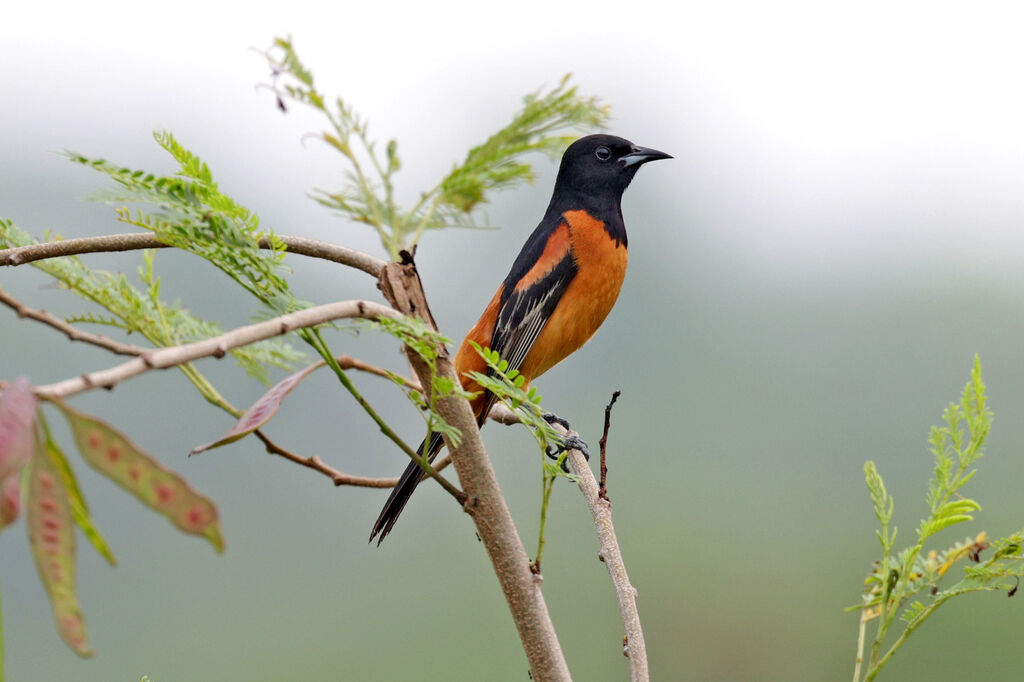 Oriole des vergers mâle adulte