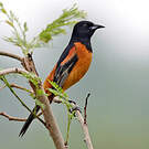 Oriole des vergers