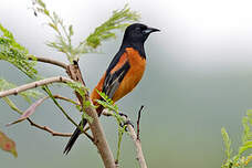 Oriole des vergers