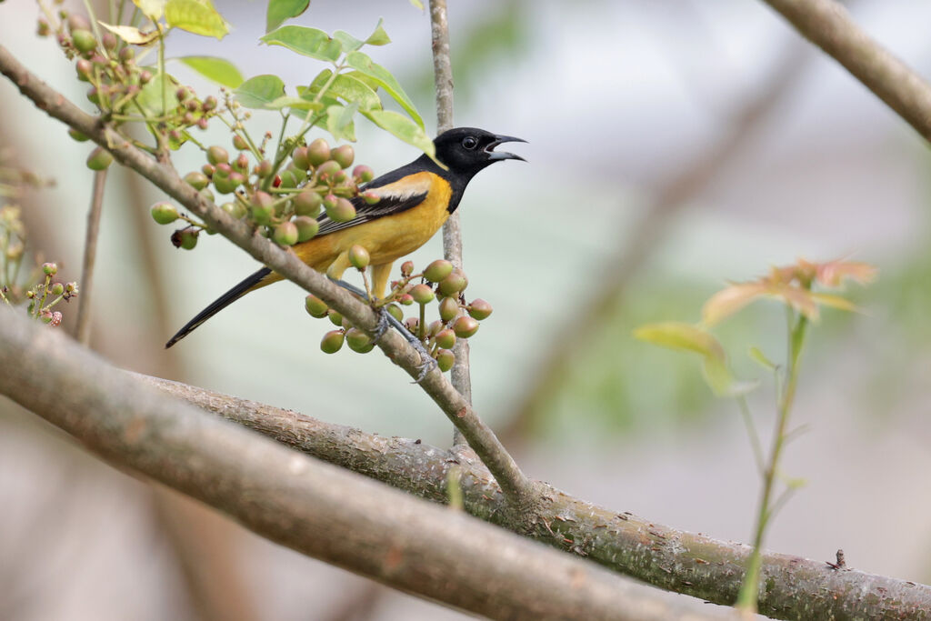 Orchard Oriole male adult