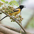 Oriole des vergers