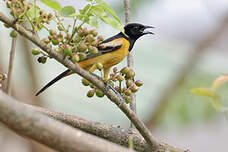 Oriole des vergers