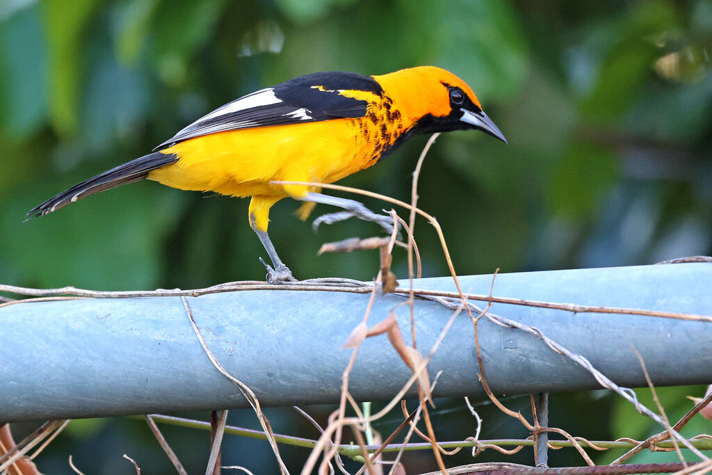 Oriole maculé
