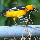 Oriole maculé
