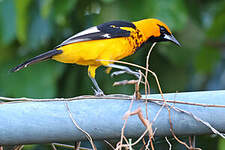 Oriole maculé
