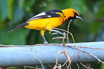 Oriole maculé