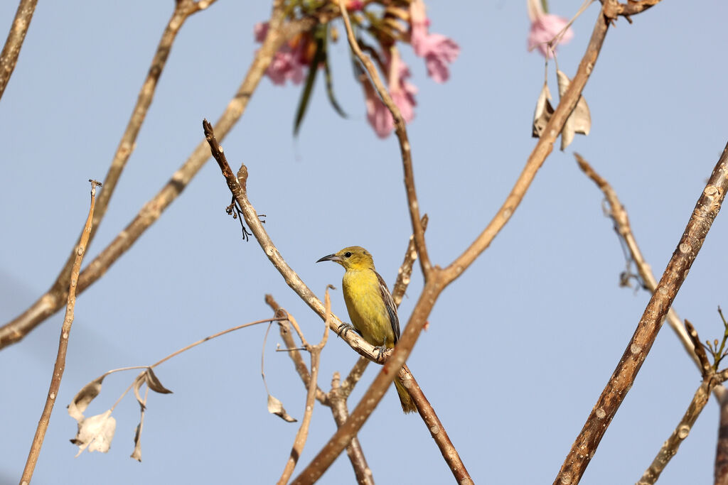 Hooded Oriole female adult