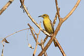 Oriole masqué