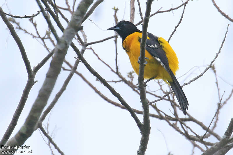 Bar-winged Oriole male adult, identification
