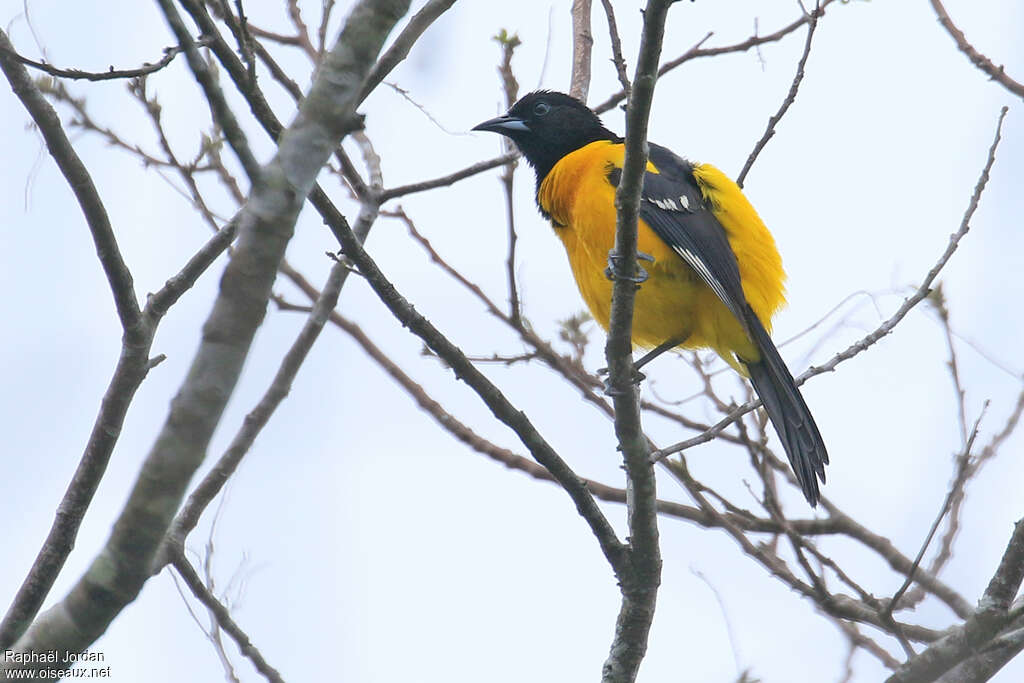 Oriole unifascié mâle adulte, identification