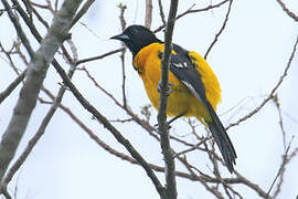 Bar-winged Oriole