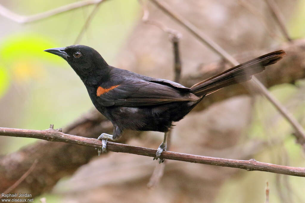 Oriole variable adulte, identification