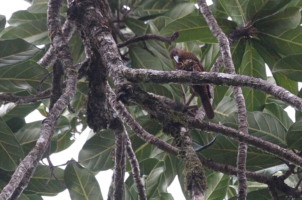 Bernier's Vanga female adult, eats