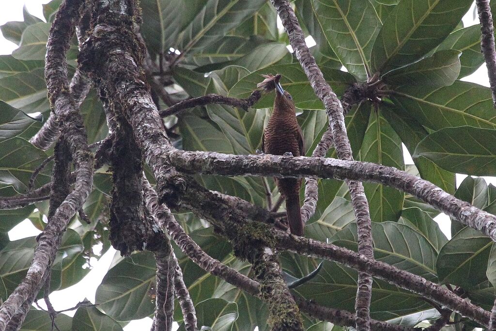 Bernier's Vanga female adult, eats