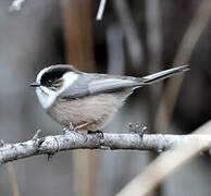 White-throated Bushtit