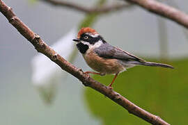 Black-throated Bushtit